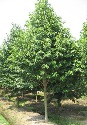 8-15cm樂(lè)昌含笑