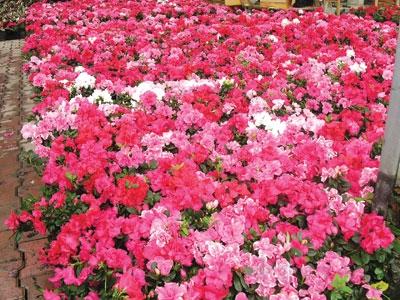 西洋杜鵑高度20-30cm